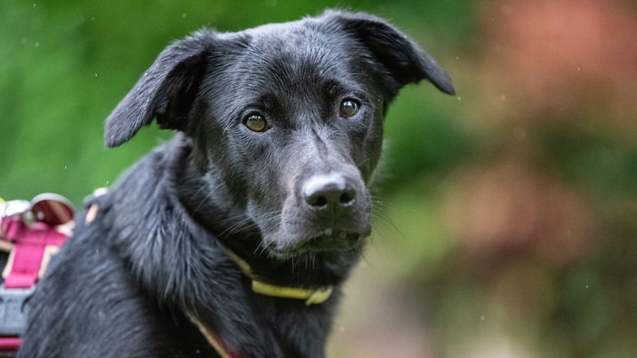 Ein schwarzer Hund 