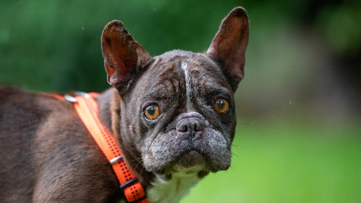 Ein dunkelbrauner Hund mit einem orangenen Geschirr 