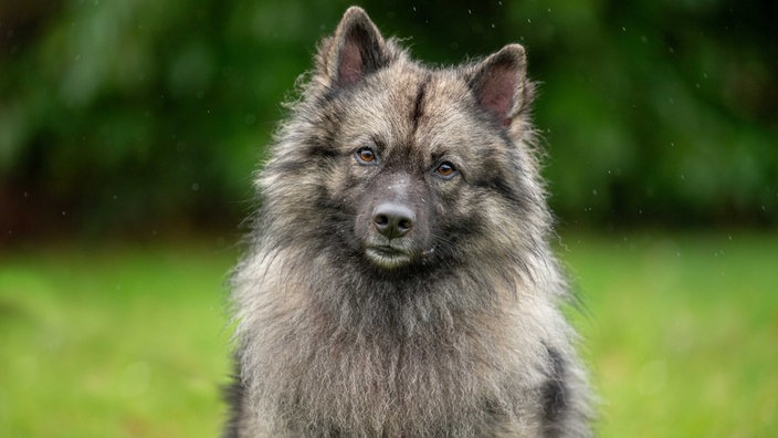 Ein schwarz-beiger Hund mit langem Fell 