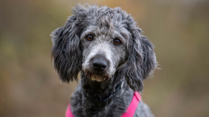 Ein dunkelgrauer Hund mit lockigem Fell