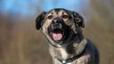 Hund mit beige-grauem Fell und weißen Flecken hechelnd in Nahaufnahme 