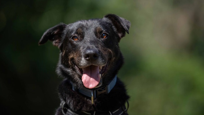 Ein Hund mit schwarz-braunem Fell schaut hechelnd in die Kamera 