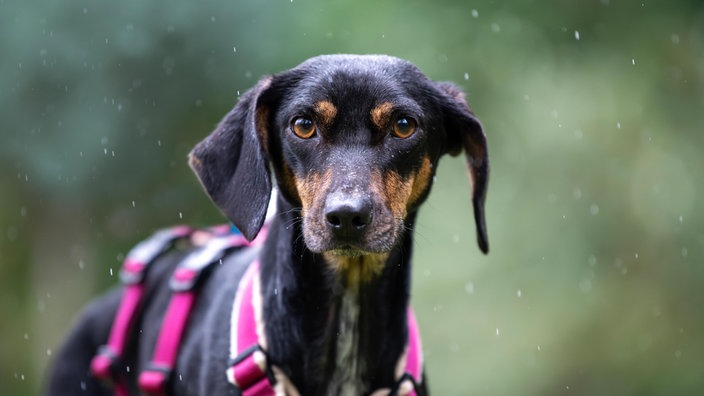 Ein schwarzer Hund mit einem lila Geschirr