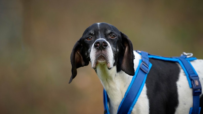 Ein schwarz-weißer Hund mit Schlappohren und einem blauen Geschirr