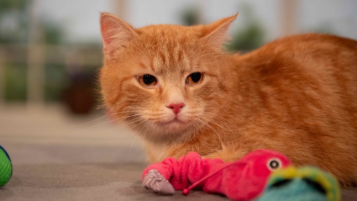 Kater mit rotem Fell liegt auf einem braunen Teppichboden und schaut seitlich an der Kamera vorbei 