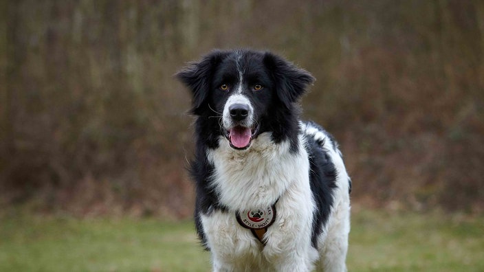 Ein Hund mit schwarz-weißem Fell hechelnd in Nahaufnahme 