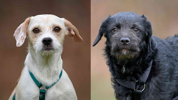 Eine Collage aus einem Hund mit weiß-cremefarbenem Fell und einem Hund mit schwarzem Fell 