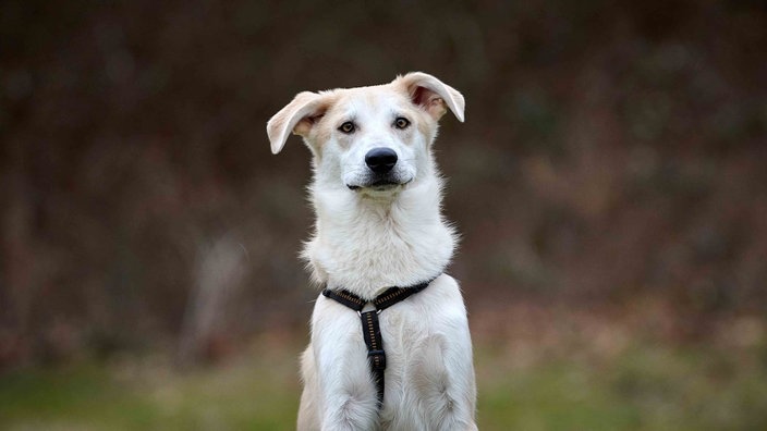 Hund mit weiß-beigem Fell in Nahaufnahme 