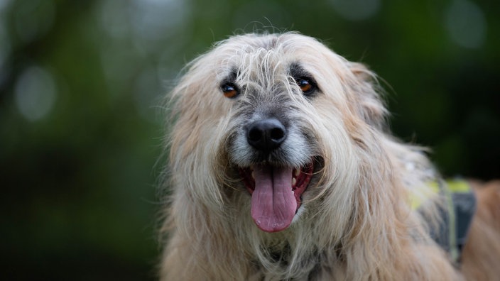 Beiger großer Hund mit langem Fell