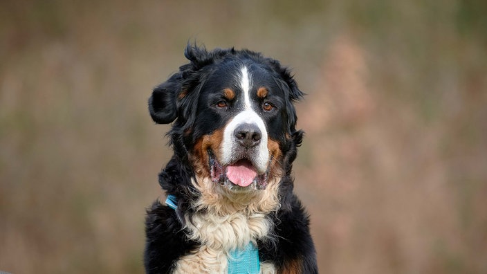 Dreifarbiger Hund mit einem blauen Geschirr hechelt