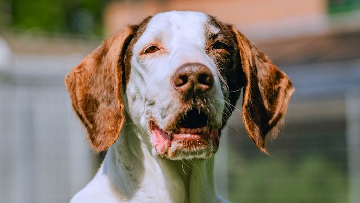 Nahaufnahme eines weiß-braunen Hundes mit Schlappohren