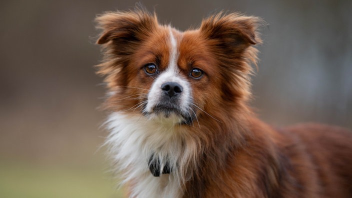 Ein rotbrauner Hund mit weiß 