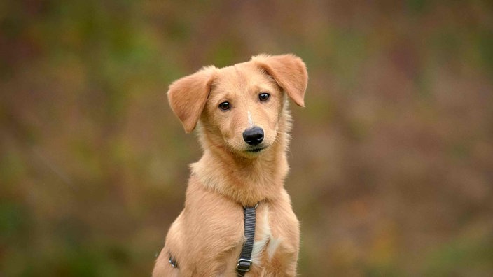 Hund mit beigefarbenem Fell in Nahaufnahme 