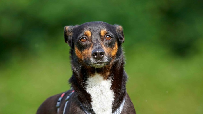 Hund mit tricolorfarbigem Fell in Nahaufnahme 