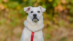 Ein Hund mit weißem Fell und rotem Geschirr in Nahaufnahme 