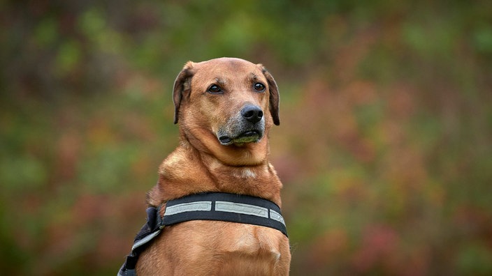 Großer brauner Hund mit einem schwarzen Geschirr 