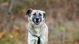 Ein Hund mit braun-weißem Fell in Nahaufnahme 