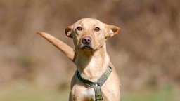 Ein Hund mit hellbraunem Fell in Nahaufnahme 