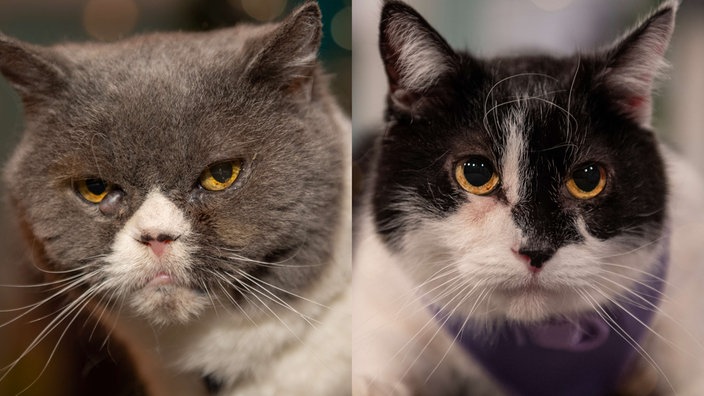 Links eine grau-weiße Katze und rechts eine schwarz-weiße Katze