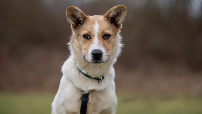 Ein braun-weißer Hund mit schwarzem Geschirr