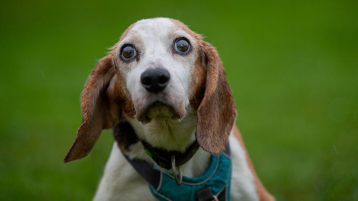 Braun-weißer Hund mit großen Augen und einem blauen Geschirr 