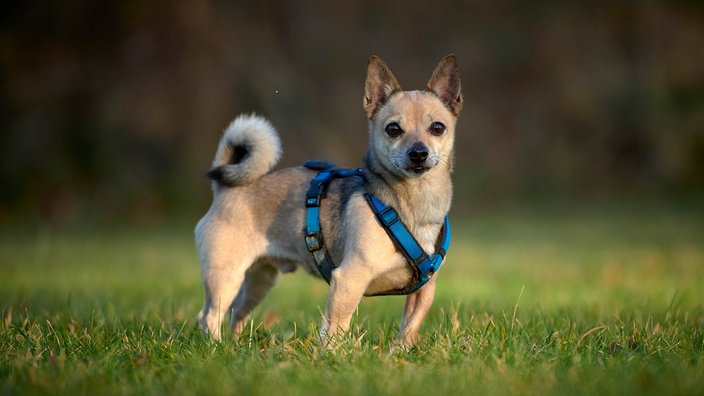 Ein kleiner brauner Hund mit blauem Geschirr steht seitlich auf einer Wiese