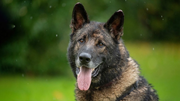 Schwarz-brauner großer Hund hechelt