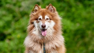 Hund mit rotbraun-weißem langem Fell sitzt hechelnd auf einer Wiese 