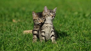 Zwei kleine getigerte Hauskatzen sitzen auf einer Wiese 