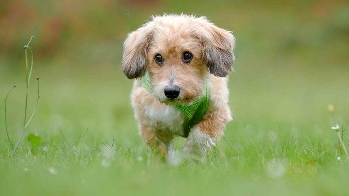 Ein kleiner Hund mit flauschigem beigefarbenen Fell auf einer Wiese 