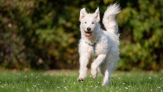 Ein Hund mit weißem wuscheligem Fell läuft über eine Wiese 