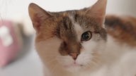 Eine einäugige Katze mit weiß-getigertem Fell in Nahaufnahme 
