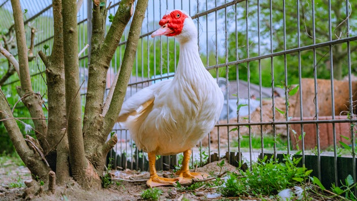 Eine große weiße Ente mit rotem Schnabel