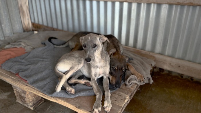 Zwei dünne Hunde (einer grau und einer braun) liegen auf Paletten mit einer Decke