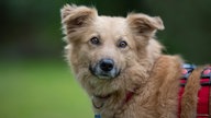 Hellbrauner Hund mit einem roten Geschirr (seitliche Aufnahme)