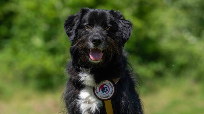 Hund mit schwarzem langem Fell mit weißem Abzeichen schaut hechelnd in die Kamera 