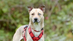 Ein Hund mit beige-grauem Fell und einem blauen und einem braunen Auge in Nahaufnahme 