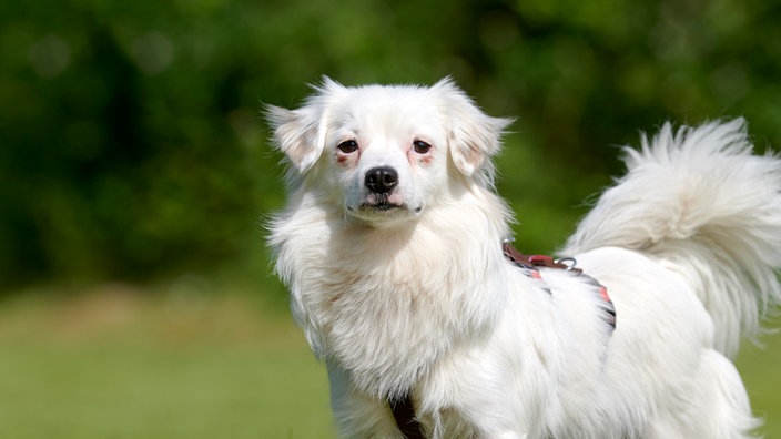 Weißer Hund mit langem Fell (Nahaufnahme)