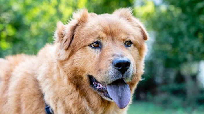 Ein Hund mit rotbraunem langem Fell und blauer Zunge hechelnd in Nahaufnahme 