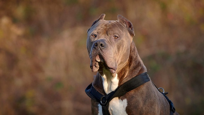 Ein großer braun gestromter Hund mit breitem Gesicht