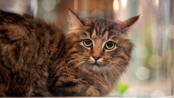 Kater mit getigertem langem Fell in Nahaufnahme 