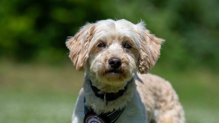 Hund mit beigefarbenem Fell in Nahaufnahme 