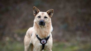 Hund mit beige-braunem Fell in Nahaufnahme 