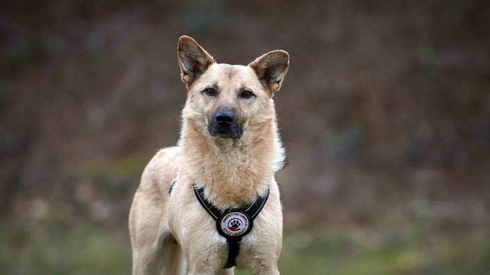 Hund mit beige-braunem Fell in Nahaufnahme 