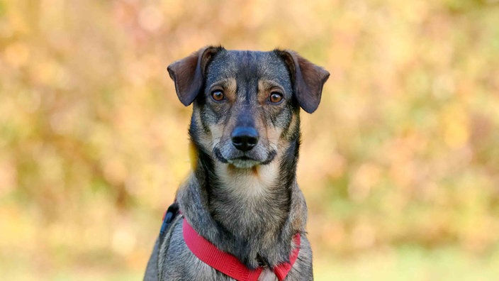 Ein Hund mit braunem Fell und rotem Geschirr in Nahaufnahme 