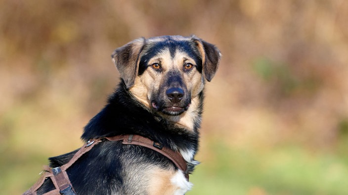 Nahaufnahme eines dreifarbigen Hundes mit braunem Geschirr