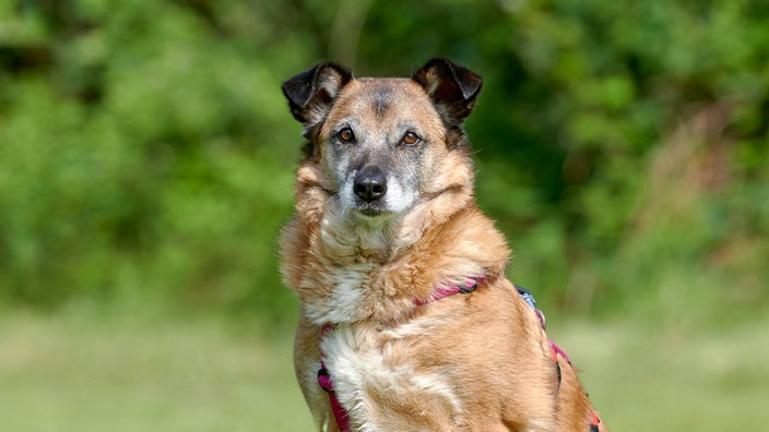 Braun-weißer Hund (Nahaufnahme)