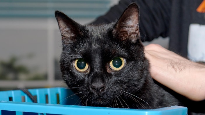 Schwarze Katze sitzt in einer blauen Transportbox