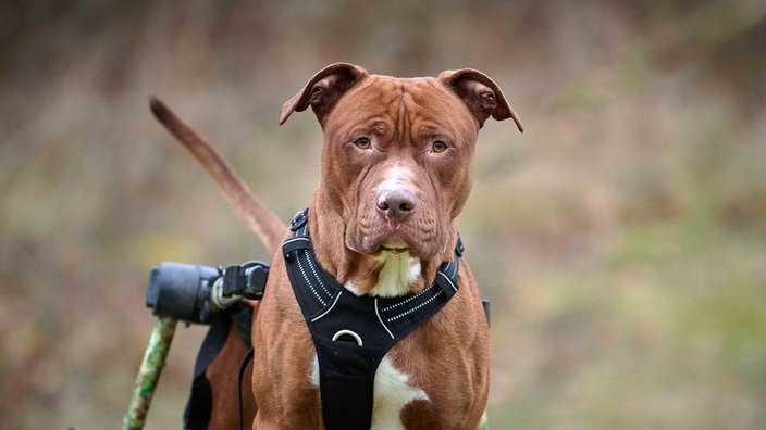 Hund mit rotem Fell und weißen Flecken in Nahaufnahme 