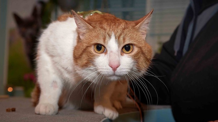 Kater mit rot-weißem Fell in Nahaufnahme 